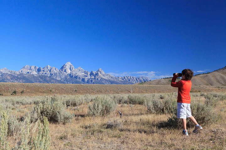 Half-Day Grand Teton Wildlife Safari Private Tour image