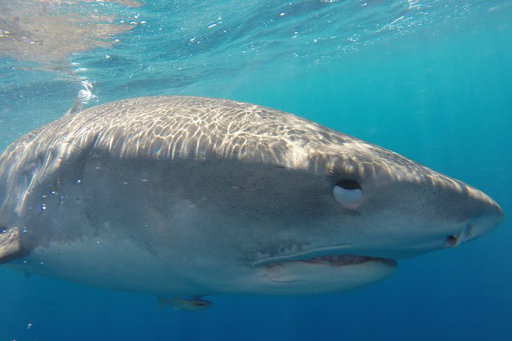 Shark Cage Diving In Oahu image