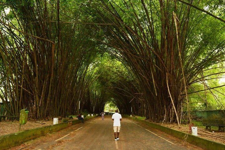 The Banco National Park and Bingerville tour in Abidjan image