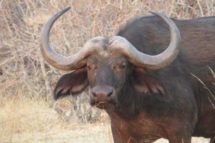 Serengeti N. Park_ Lake Manyara and Tarangire National park  image