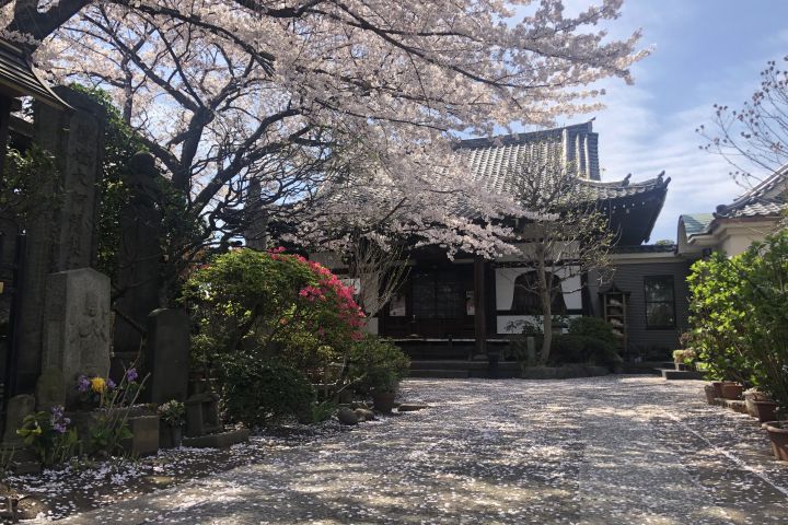 Tokyo Spring Daytime (Cherry Blossom) Food Tour image