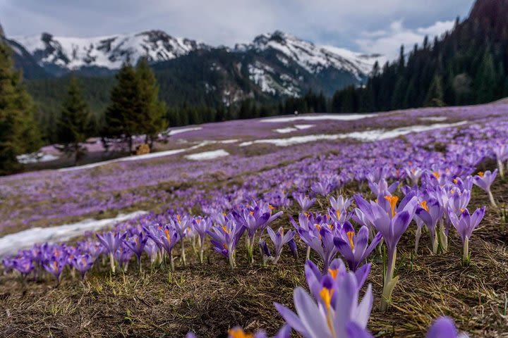 Private Zakopane and Tatra Mountains Full-Day Tour from Krakow image