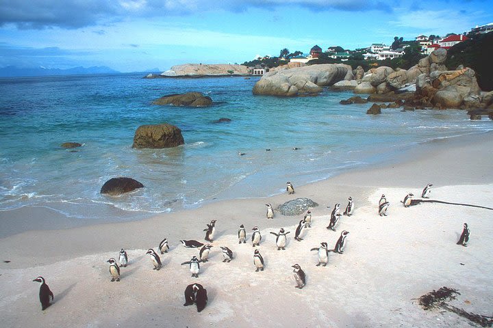 Cape Town Private, Cape point Penguin Tour image