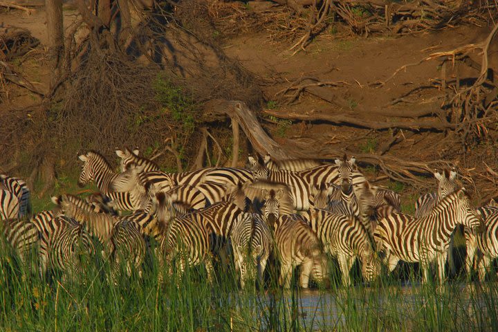 Kruger Luxury Safari & Garden Route Private Vacation 9 Days : Flights included image