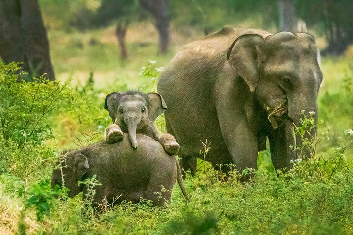 Yala National Park Safari from Tangalle image