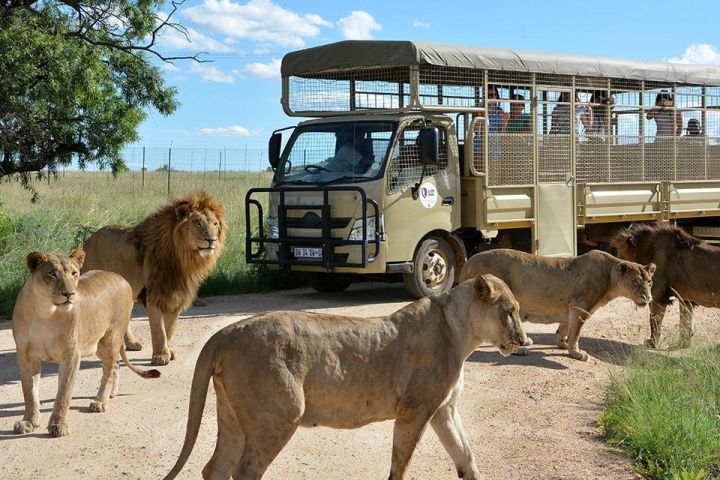 Half-Day Lion Park Safari Tour image