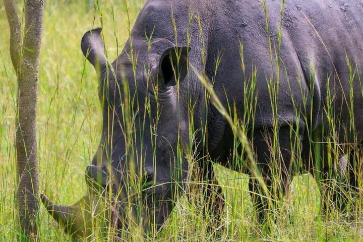 1 day Rhino tracking in Uganda (Ziwa Rhino Sanctuary image