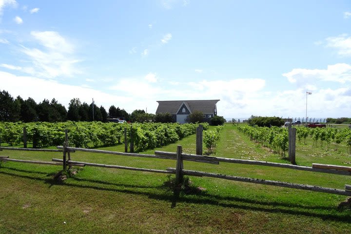 Central PEI Winery, Apiary and Mead Tasting Tour image