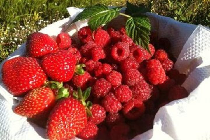 Fruits picking tour from Melbourne image