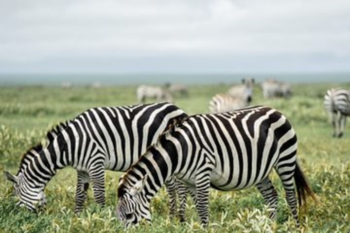 1 Day Game Drive Tarangire National Park image