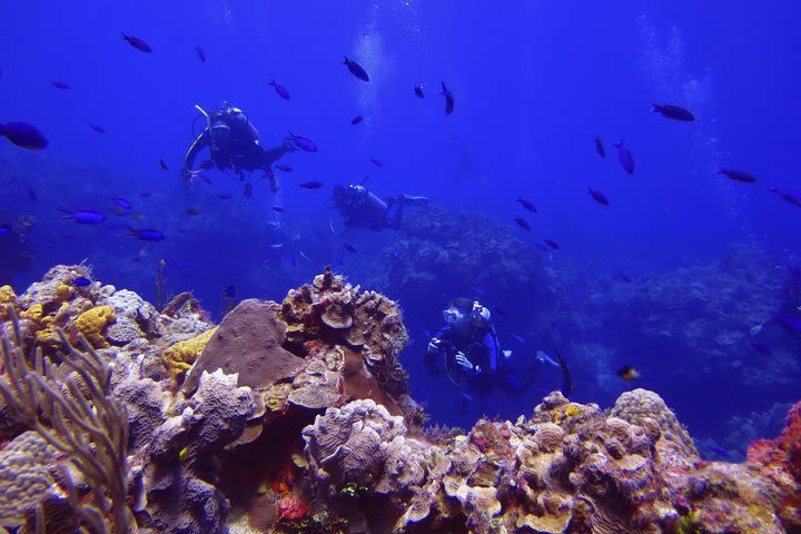 Cozumel 2-Tank Dive from Playa del Carmen image