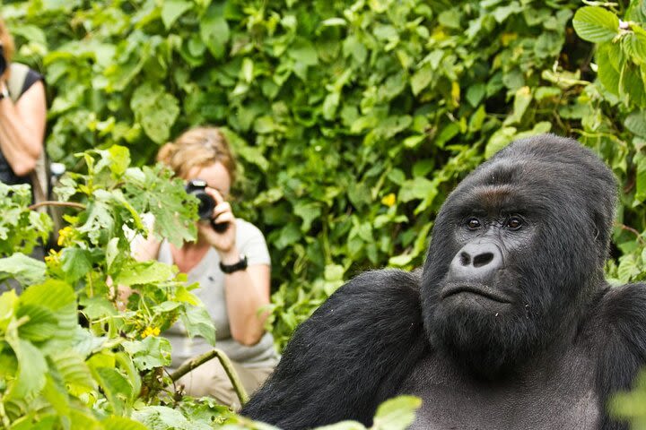 10-Day Private Romantic Safari Tour and Gorilla Trek in Rwanda image