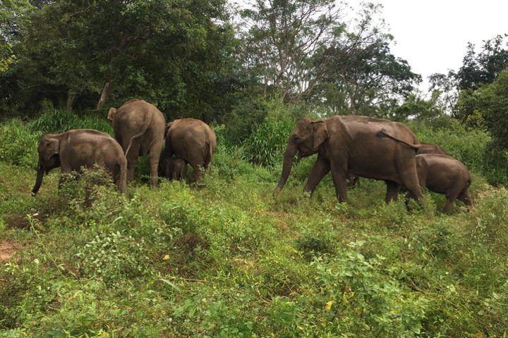 Day Tour to Sigiriya, Dambulla & Kaudulla National Park  image