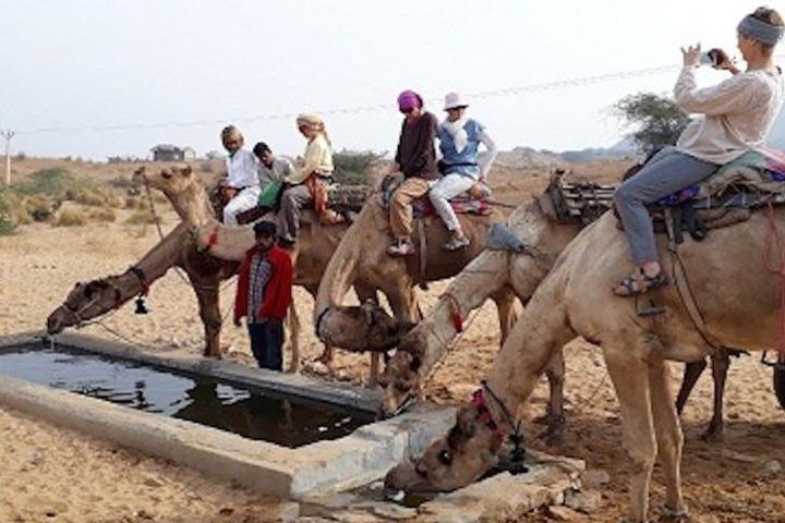 Camel Safari image