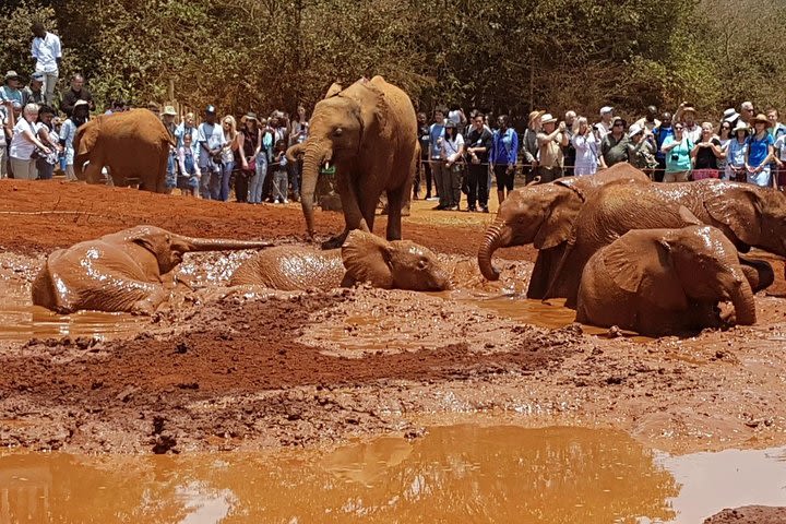 Nairobi Karen Blixen Museum, Elephant Orphanage & Giraffe Center Guided DayTour  image