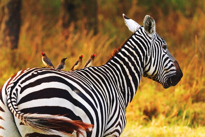 Arusha National Park Day Tour image