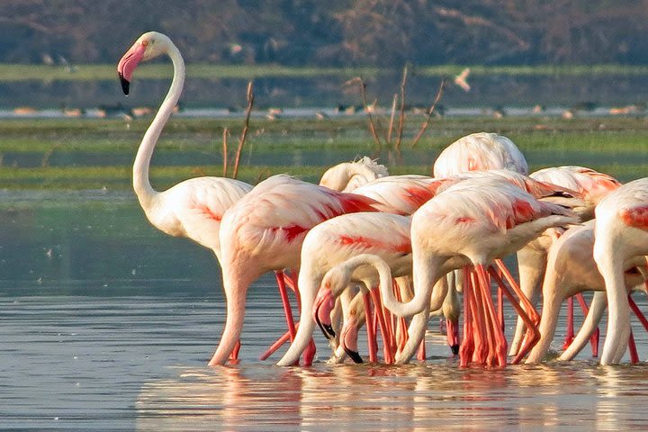 Bundala National Park Private Safari image