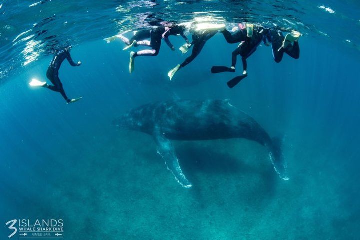 Swim with Humpback Whales - Ningaloo Reef - 3 Islands Whale Shark Dive image