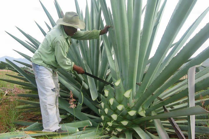 ✨Full-Day Mezcal Tour With Tasting and Lunch from Acapulco image