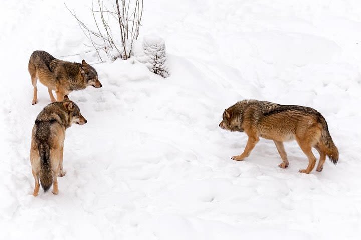 Visit Ranua Zoo From Rovaniemi image