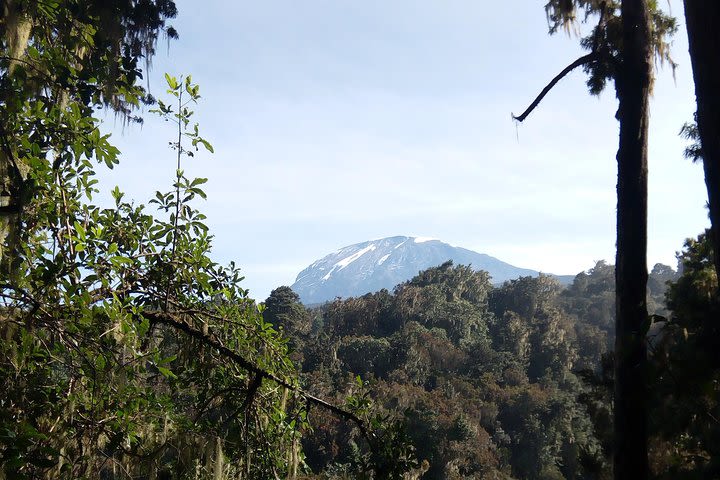 8 Days Kilimanjaro Climb, {Lemosho Route} image