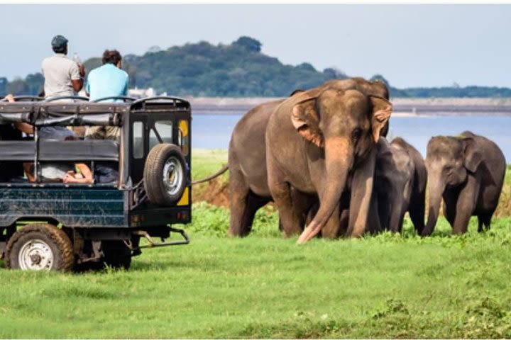 One day Yala National Park from Galle/Hikkaduwa/Mirissa/Unawatuna image