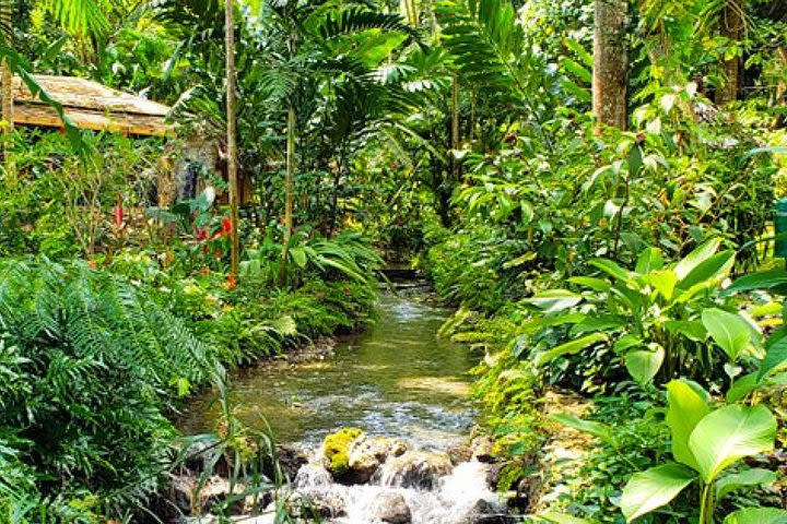 Mystic Mountain Zip-line Adventure / Konoko Falls and Tropical Garden Tour image