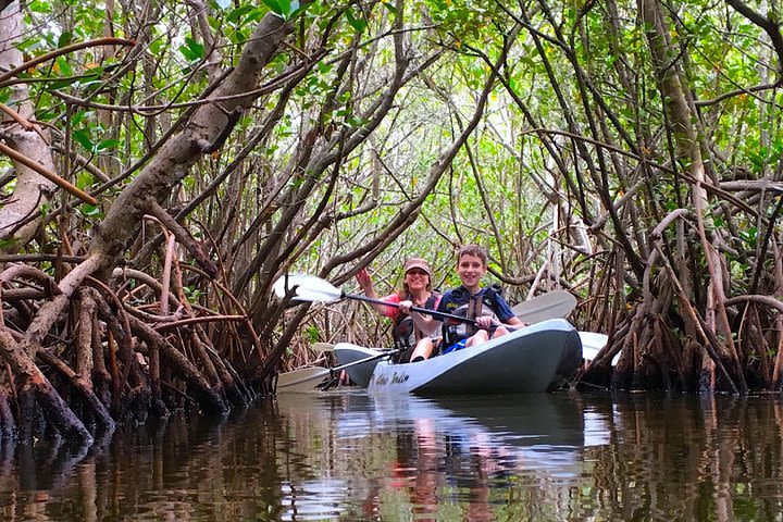 Mangrove Tunnels, Manatee, and Dolphin Sunset kayak tour with Fin Expeditions image