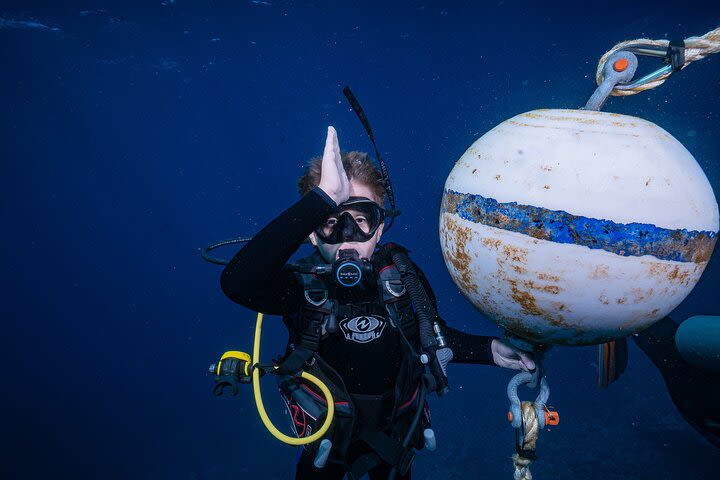 Small Group Shark and Turtle Dive for Certified Divers image