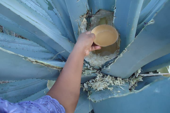 Pulque Tour Plus: Aguamiel Harvest in the Field with Zapotec Dinner  image