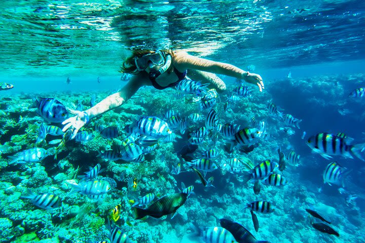 Full-Day Reef Snorkeling in Cozumel from Cancún with Lunch image