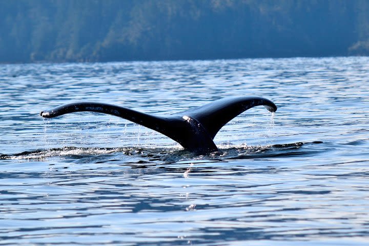 Whale Watching and Marine Wildlife Tour image