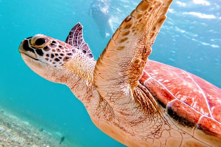 Culebra Island Kayak and Snorkel with Turtles Adventure image