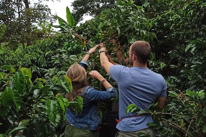 Coffee Tour near Medellín  image