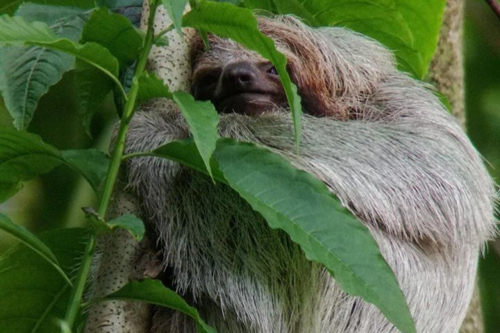 Sloth Watching Trail image