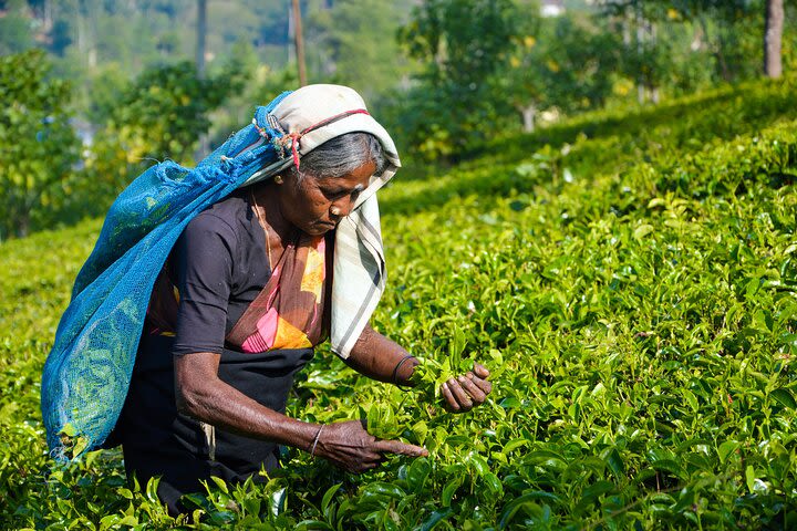 Tea Estate Experience from Ella image