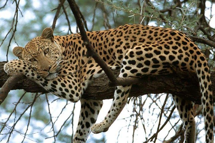 Serengeti, Ngorongoro and Tarangire | 4 Days Camping Safari From Arusha image