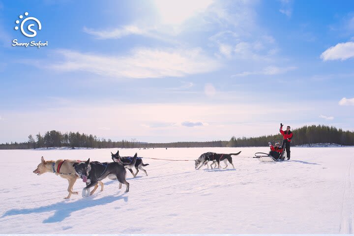 Become A Husky Musher in Lapland image