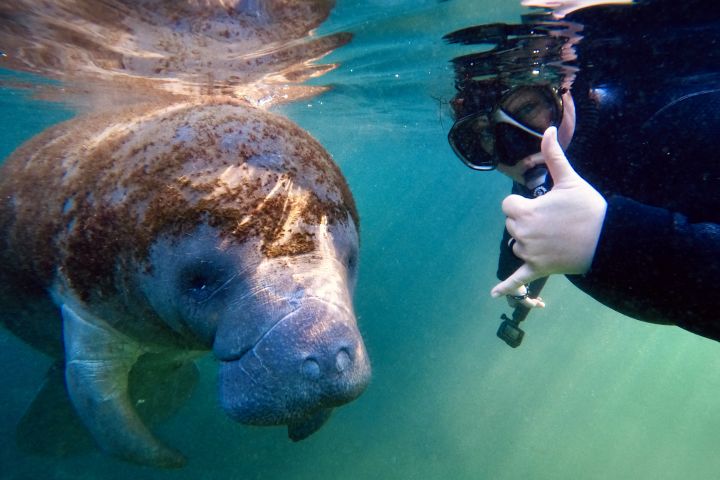 Swim with the Manatees on Crystal River image