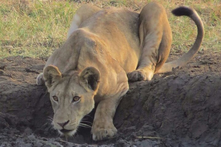 The Admirable Mikumi National Park - 2 Days image