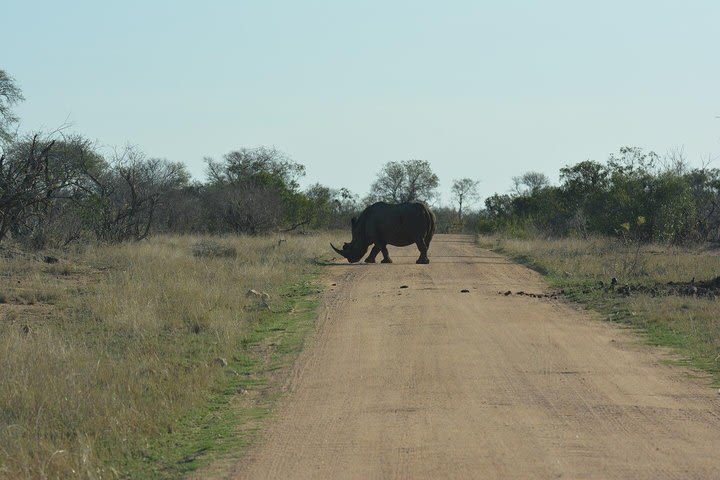 Glamping in the Kruger image