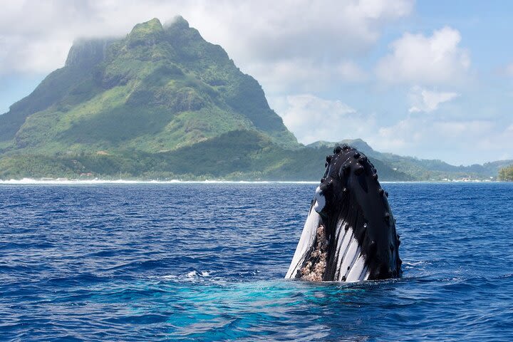 Private Tour: Bora Bora Whale Watching & Swimming Experience image