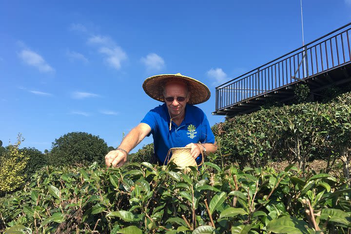 Picking tea and taste tea in yangshuo image