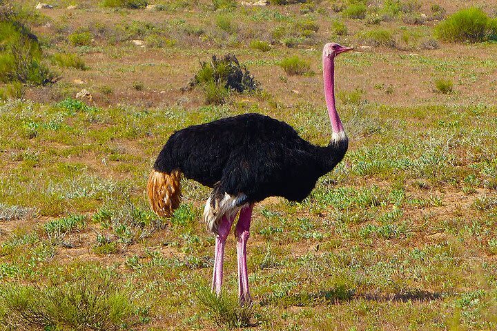 Souss Massa National Park Visit From Agadir image