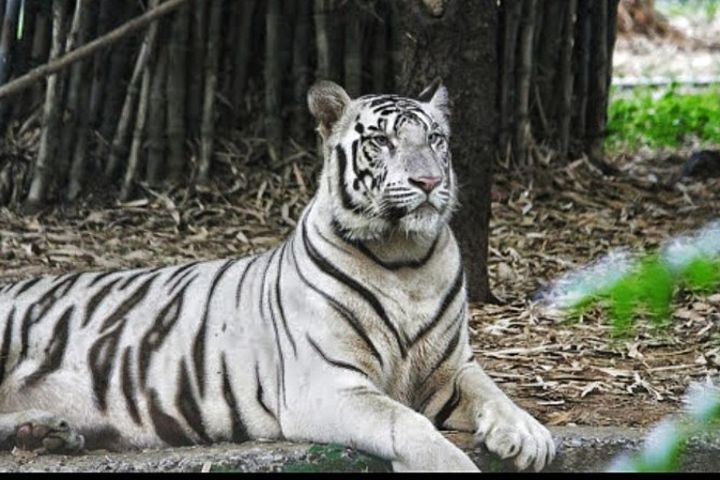 Trip to Visit Arignar Anna Zoological Park in Chennai image