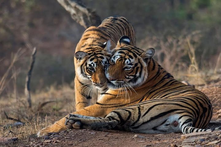 Gypsy Safari : Foreign National -Ranthambore Tiger Reserve image