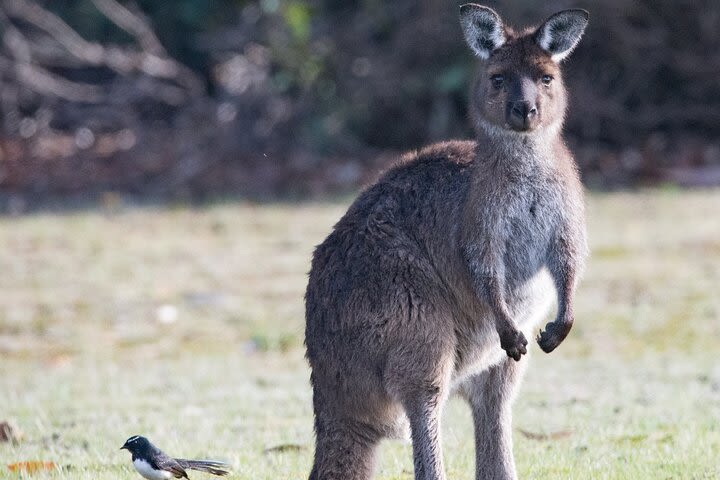 Kangaroo Island Luxury Small Group 'Island Life' Full Day Tour image