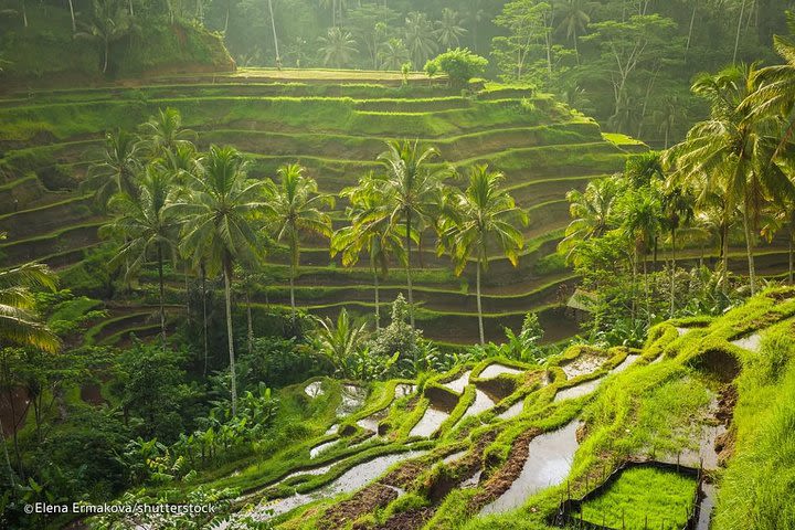 Ubud Surounding Tour image