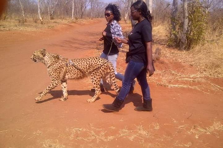Cheetah Walk and Interaction image