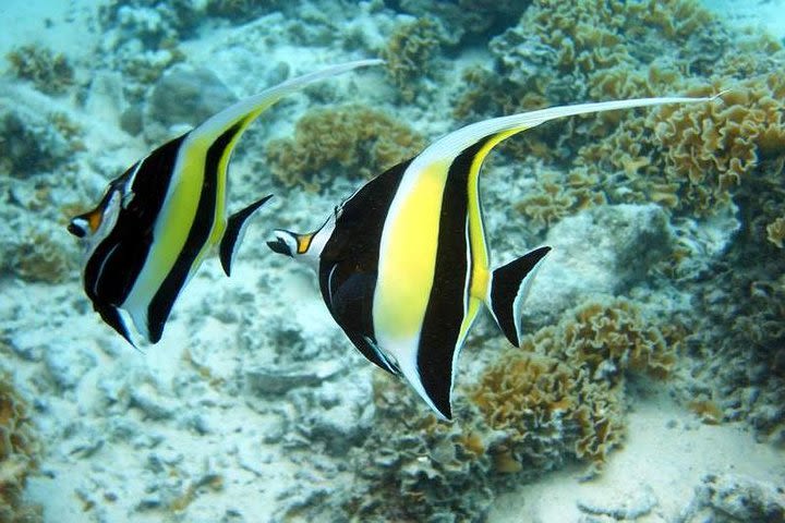 Bora Bora Lagoon Cruise Private Half Day Snorkeling on a Polynesian catamaran image